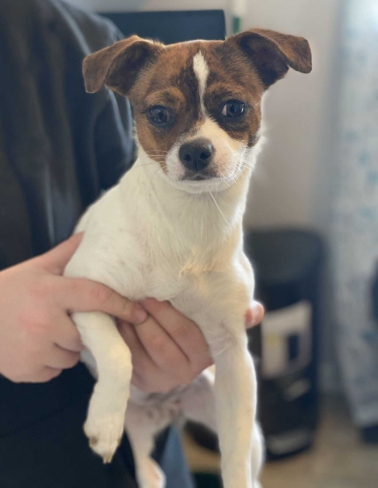 Biscuit